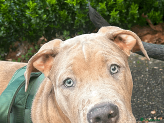 Mixed Breed dogs Gorgeous 4 month old Amstaff Pup - Advert 1