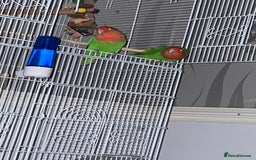 Lovebirds birds for sale: Male an female lovebirds - Image 3