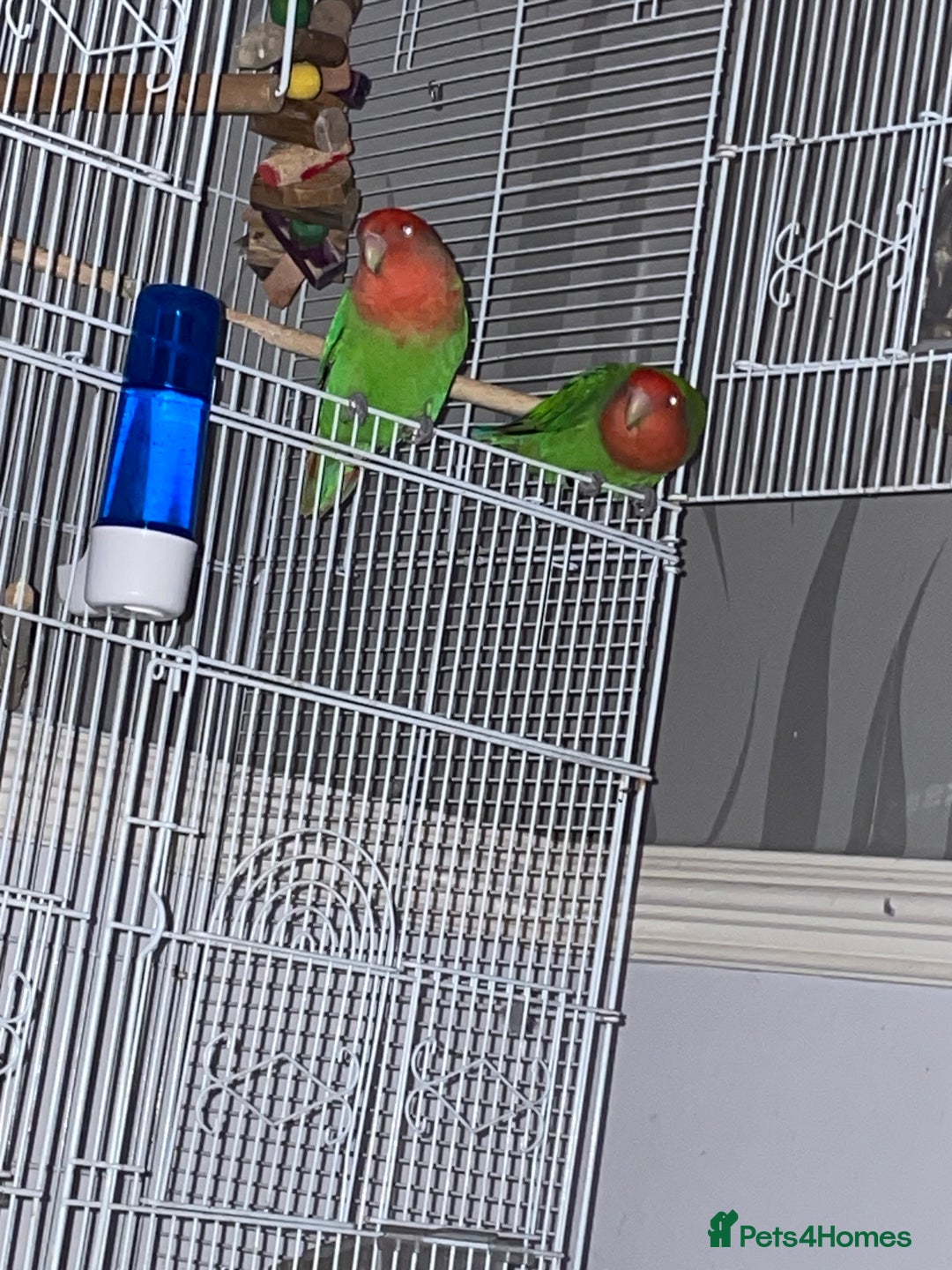 Lovebirds birds for sale: Male an female lovebirds - Image 3