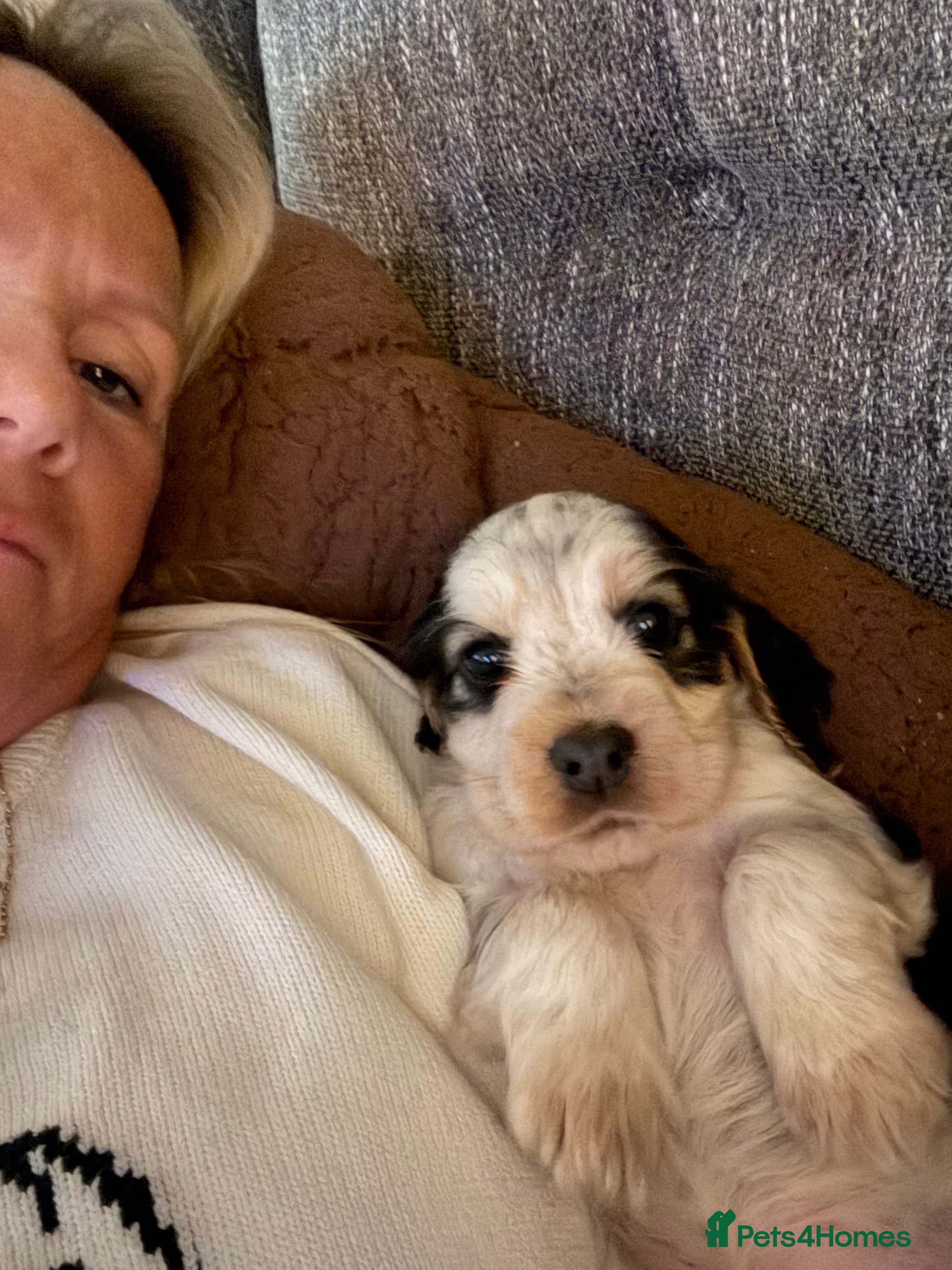 Cocker Spaniel dogs Quality kc show type cocker spaniels - Advert 4