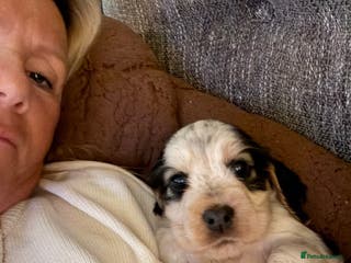 Cocker Spaniel dogs Quality kc show type cocker spaniels - Advert 4