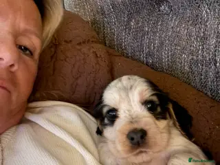 Cocker Spaniel dogs Quality kc show type cocker spaniels - Advert 4