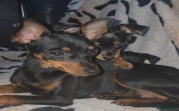 Miniature Pinscher dogs for sale: Miniture Pinscher/Prague Ratter  - Image 18