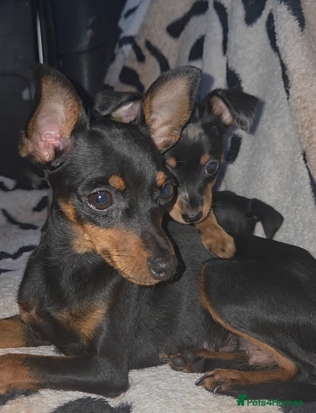 Miniature Pinscher dogs for sale: Miniture Pinscher/Prague Ratter  - Image 18