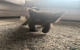 Mixed Breed cats for sale: Beautiful kittens  - Image 7
