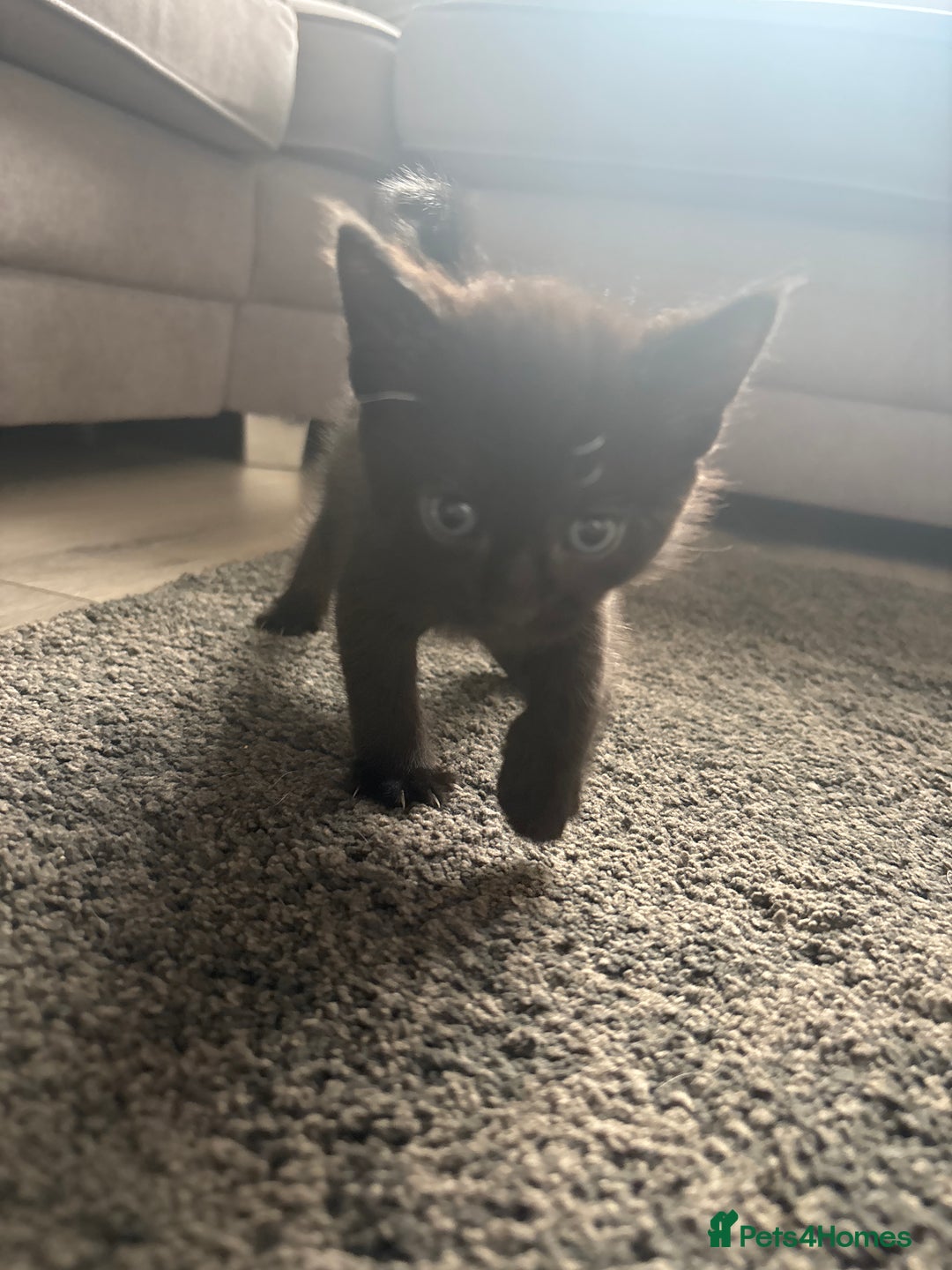 Mixed Breed cats for sale: Beautiful kittens  - Image 7