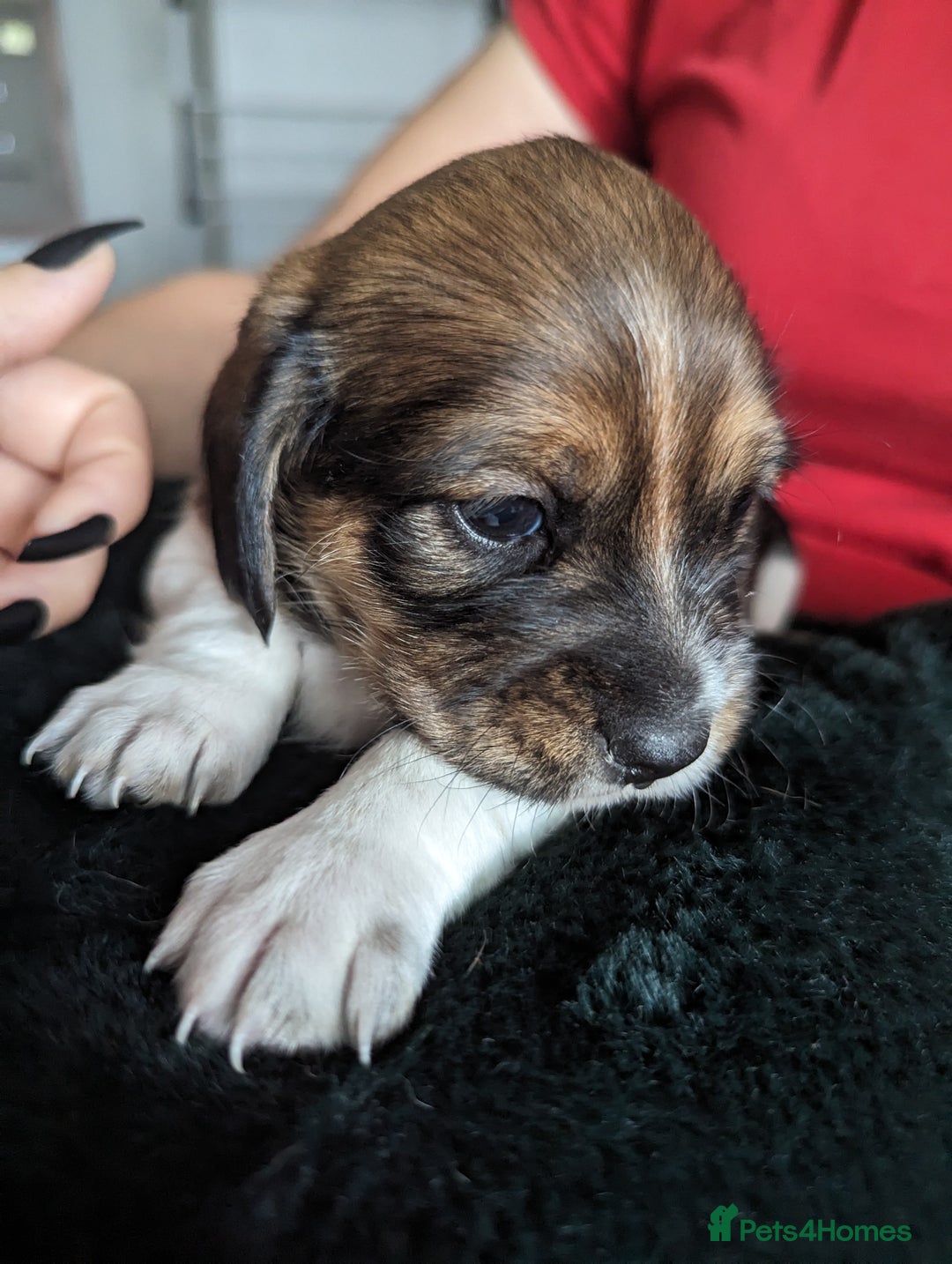 Mixed Breed dogs for sale: Shweenie puppies for sale - Image 17