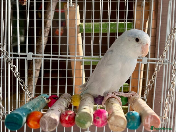Lovebirds birds - Advert 1