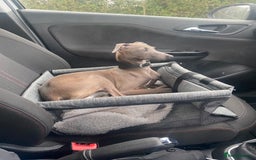 Italian Greyhound dogs for sale: Italian greyhound  - Image 2