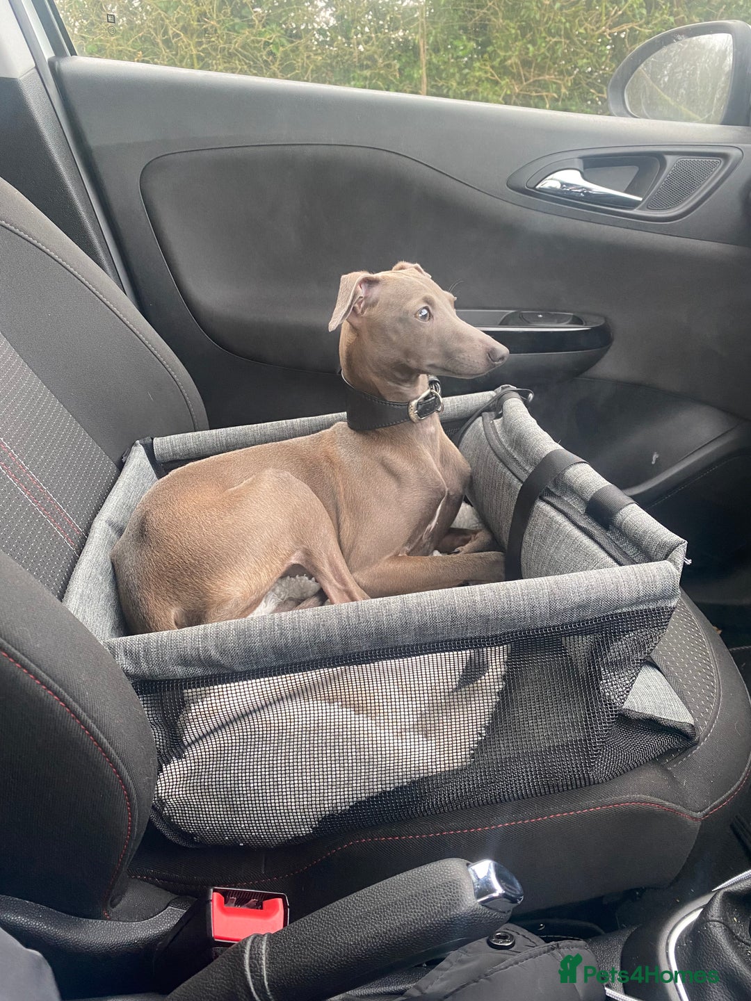 Italian Greyhound dogs for sale: Italian greyhound  - Image 2