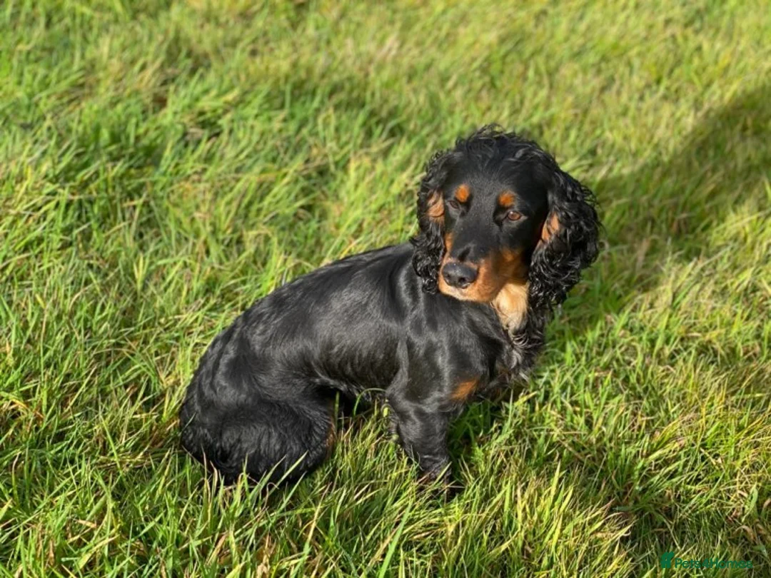Cocker Spaniel dogs for stud: PROVEN,FULLY HEALTH TESTED Black&Tan Cocker Stud in Bristol - Advert 2