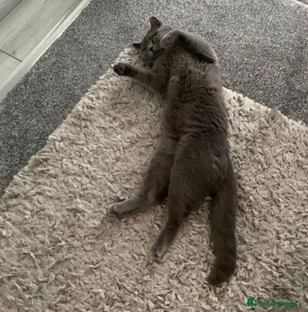 British Shorthair cats for stud: 🐈‍⬛ GIZZY THE STUD 🐈‍⬛ GCCF AND TICA REGISTERED  in Solihull - Advert 4