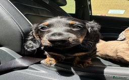 Miniature Dachshund dogs for sale: 1 last Black and Tan Male left!!!   in Watford - Image 19