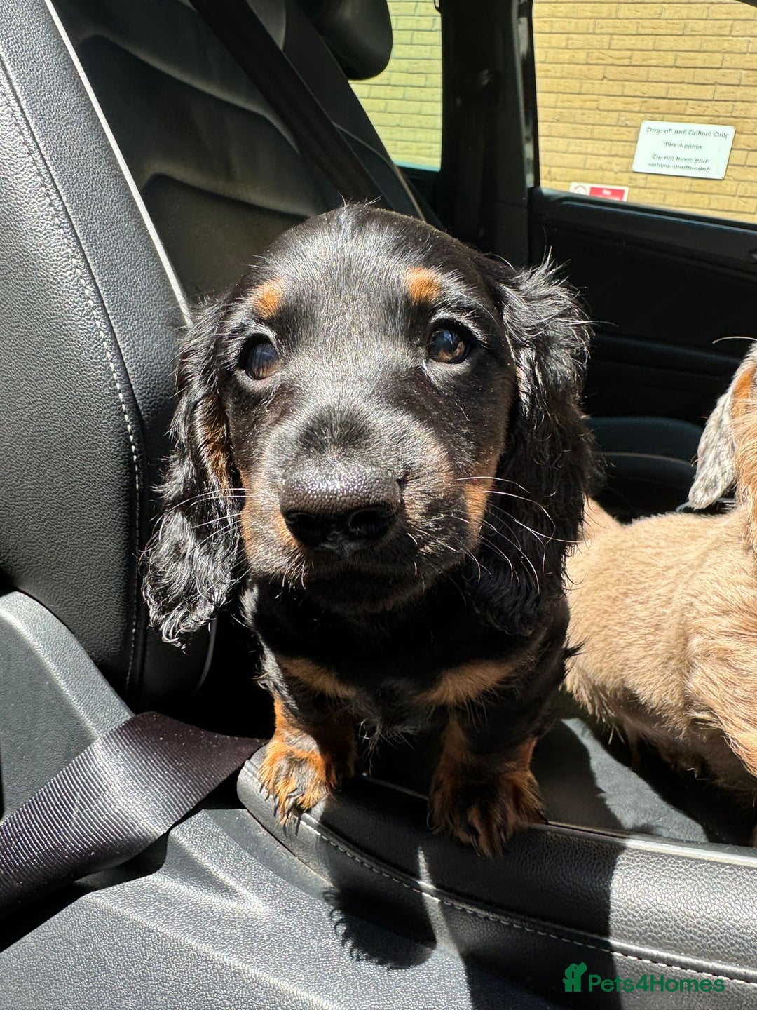 Miniature Dachshund dogs for sale: 1 last Black and Tan Male left!!!   in Watford - Image 19