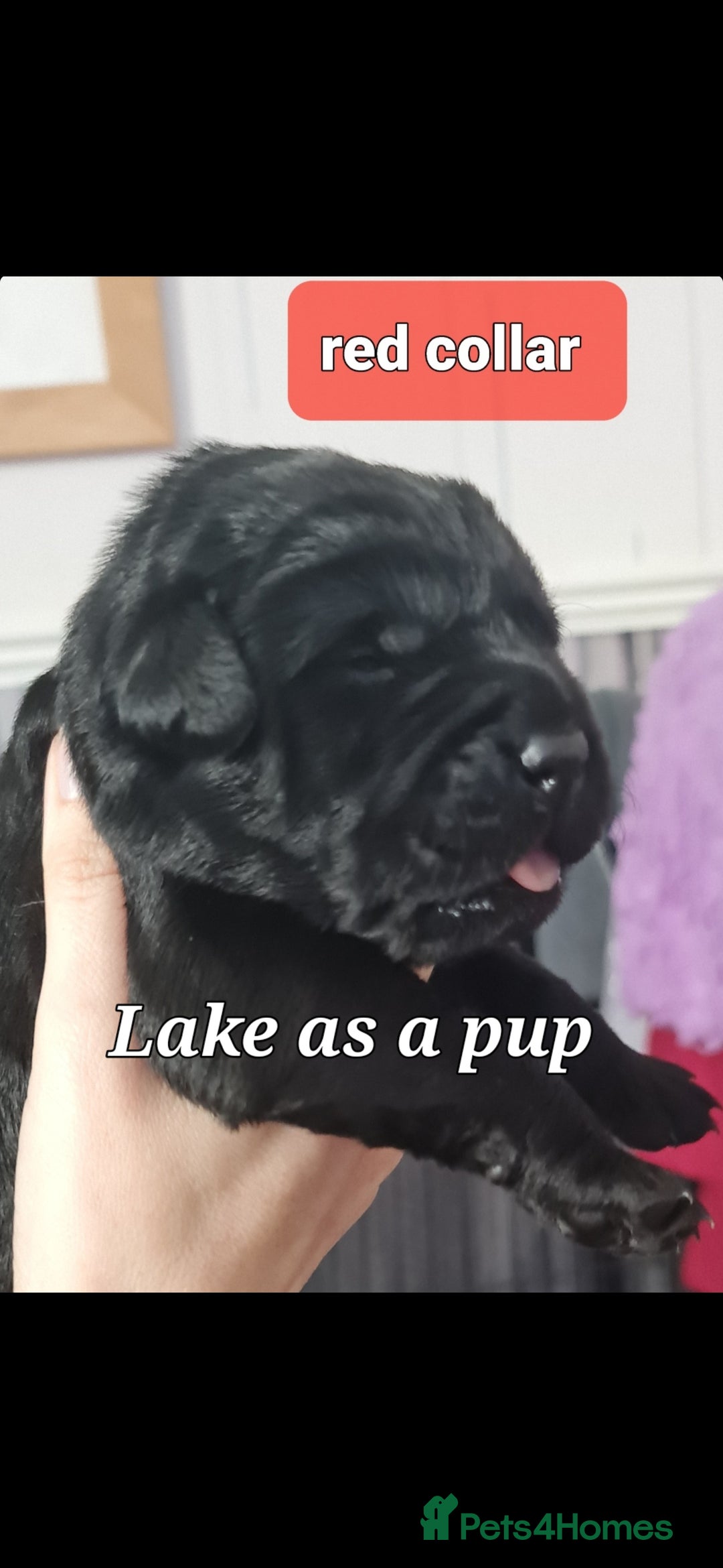 Labrador Retriever dogs for sale: 💫Stunning chocolate and black labrador pups 💫 - Image 23