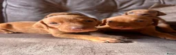 Hungarian Vizsla dogs for sale: Hungarian viszla puppies  - Advert 16