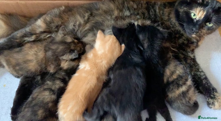 Turkish Angora cats for sale: Longhaired Turkish Angoras x 2 boys 4 girls in Wakefield - Advert 3