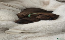 Miniature Dachshund dogs for sale: Miniature dachshund  - Image 22