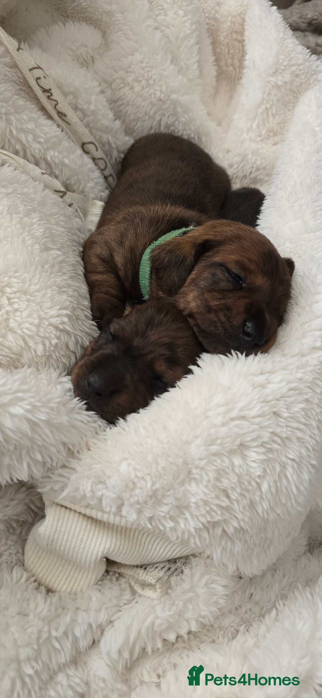 Miniature Dachshund dogs for sale: Miniature dachshund  - Image 22