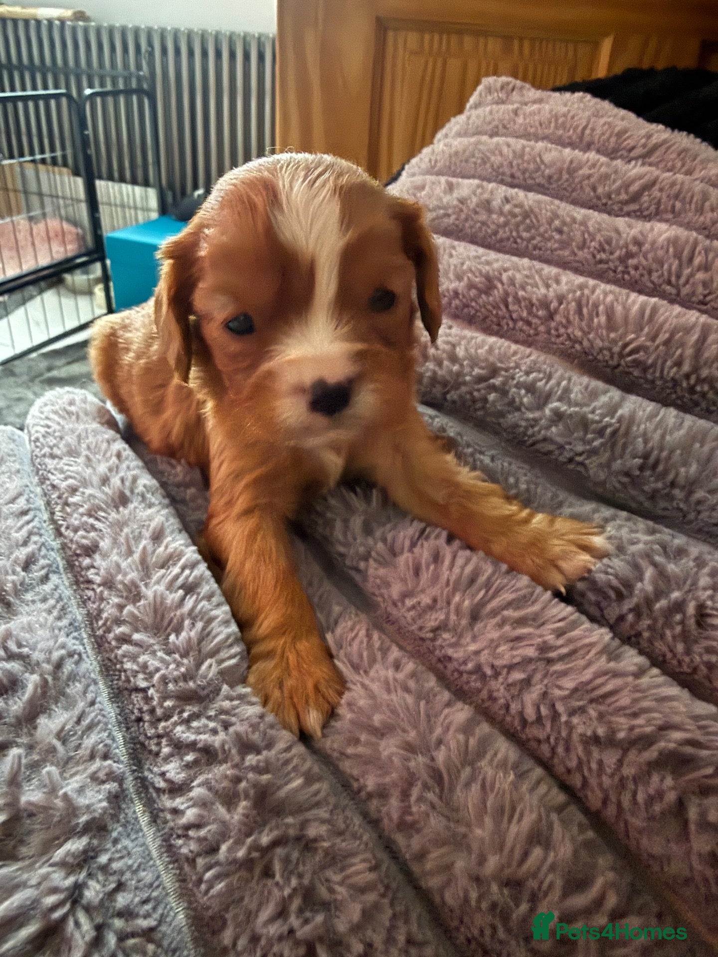 Cavalier King Charles Spaniel dogs DNA clear and kc registered cavalier puppies  - Advert 2