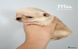 Chihuahua dogs for sale: Long coat girl and boy available  - Image 16
