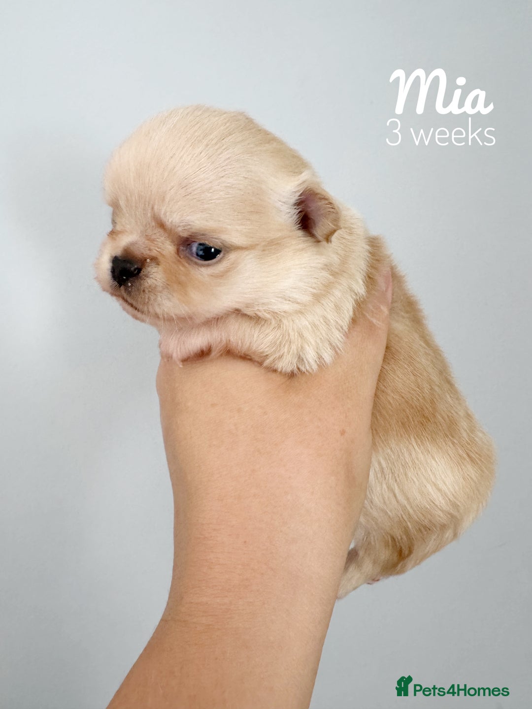 Chihuahua dogs for sale: Long coat girl and boy available  - Image 16
