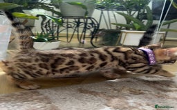 Bengal cats for sale: Gorgeous Pure Bengal Kittens Ready To Go! ❤️ - Image 2