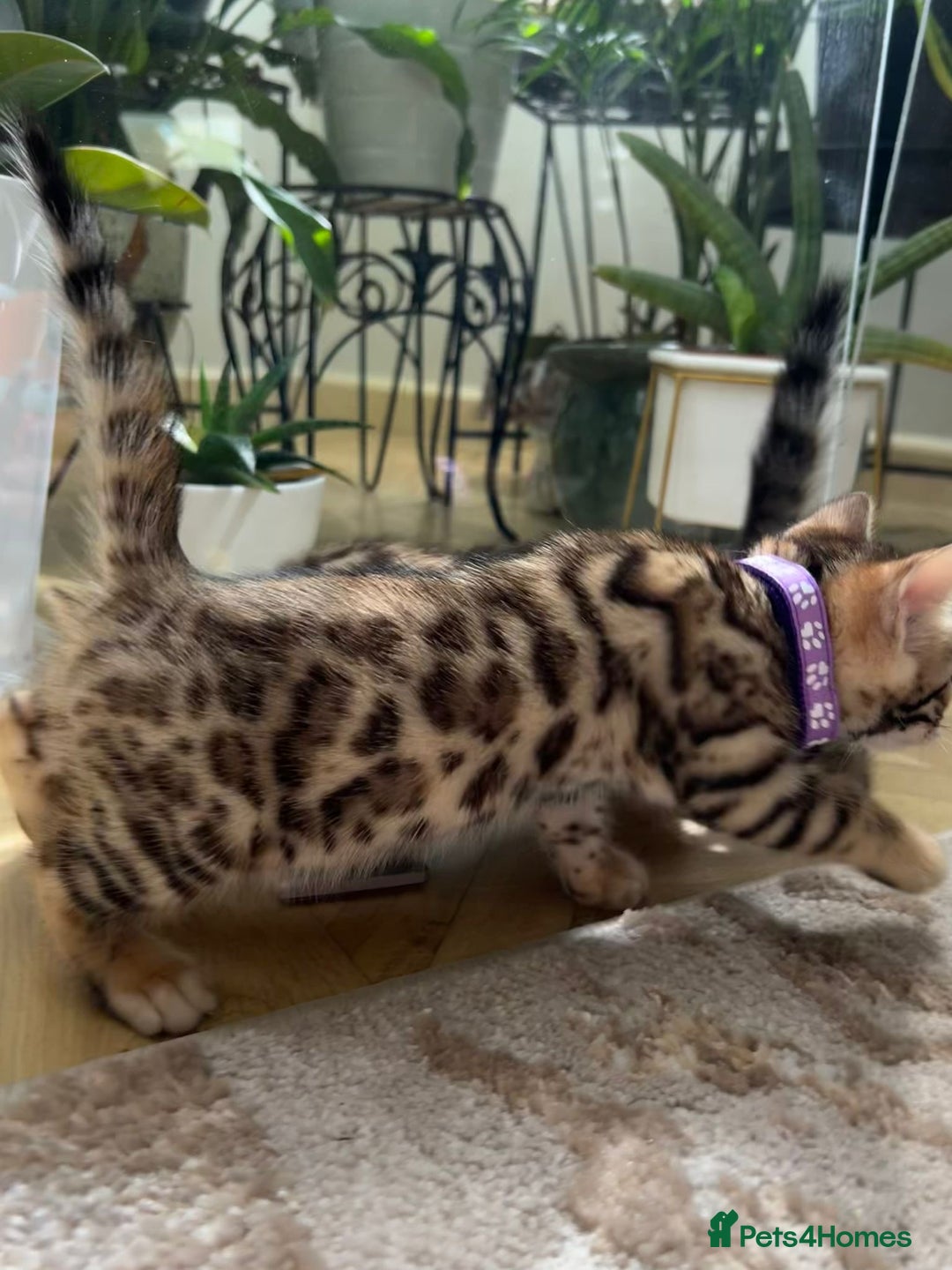 Bengal cats for sale: Gorgeous Pure Bengal Kittens Ready To Go! ❤️ - Image 2