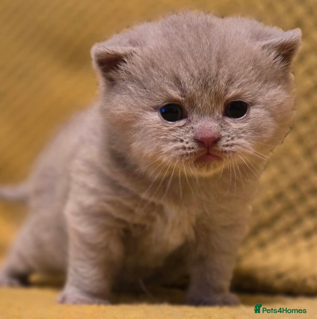 British Shorthair cats for sale: TICA registered British shorthair kittens - Advert 20