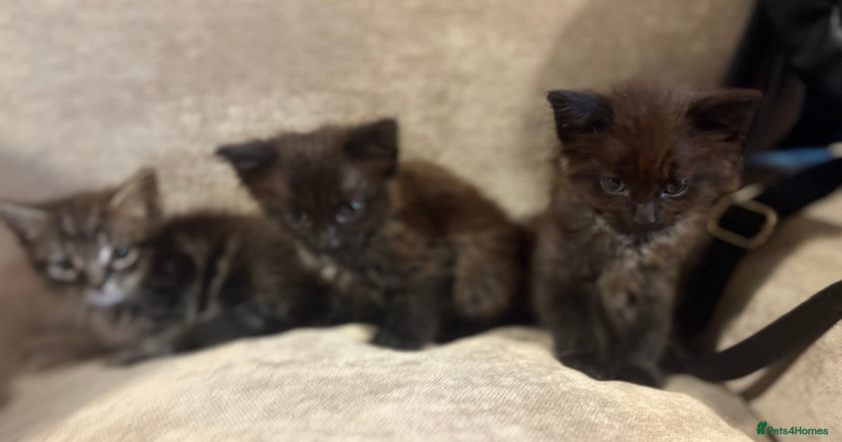 Kittens For Sale In Swindon