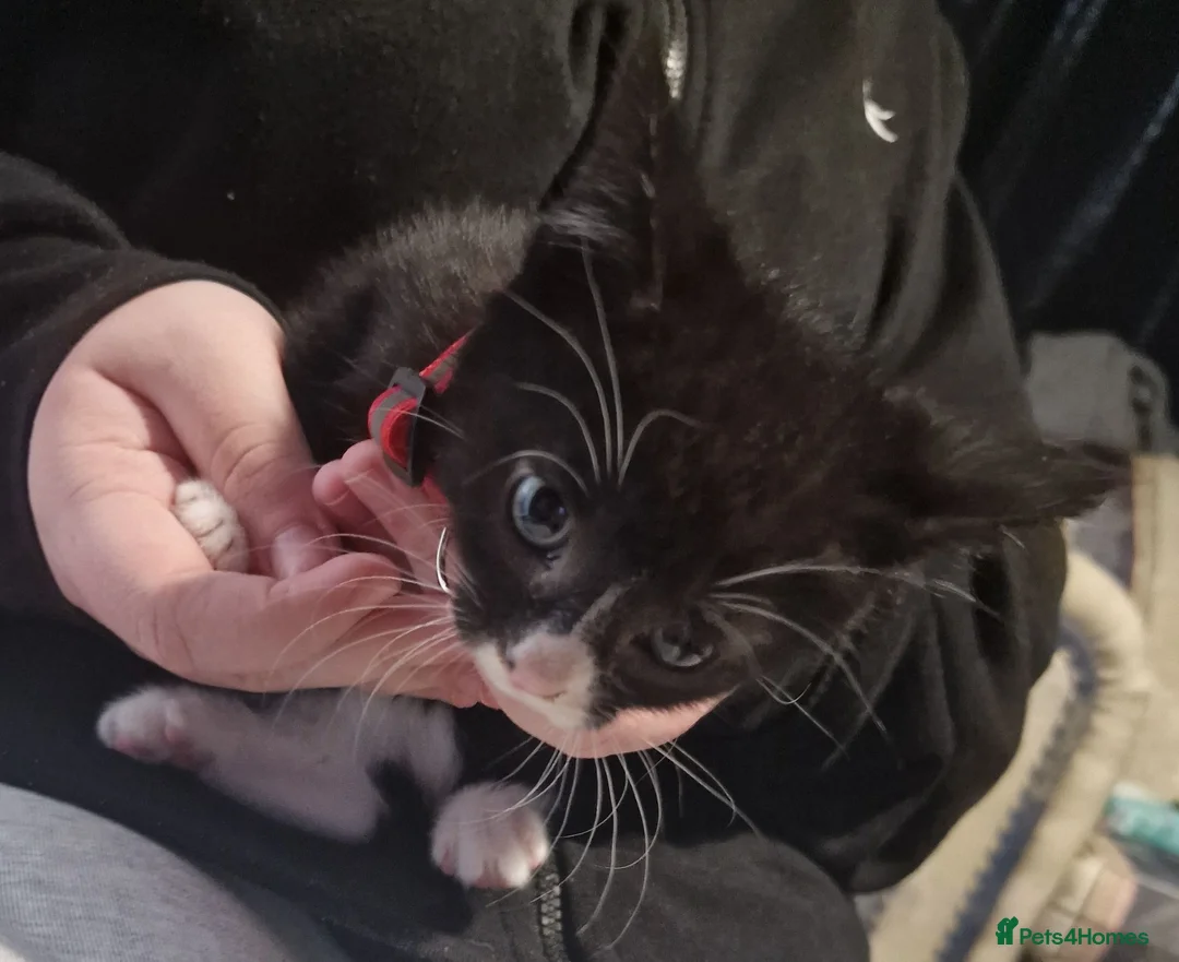 Mixed Breed cats for sale: Kittens ready to rehome - Advert 2