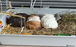 Guinea Pig rodents for sale: 3 male guinea pigs  - Image 3