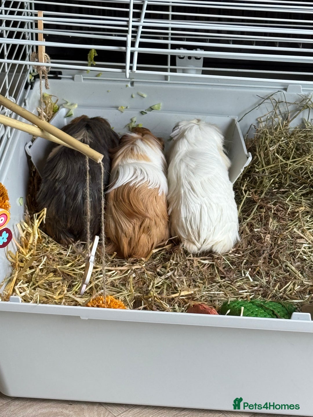 Guinea Pig rodents for sale: 3 male guinea pigs  - Image 3