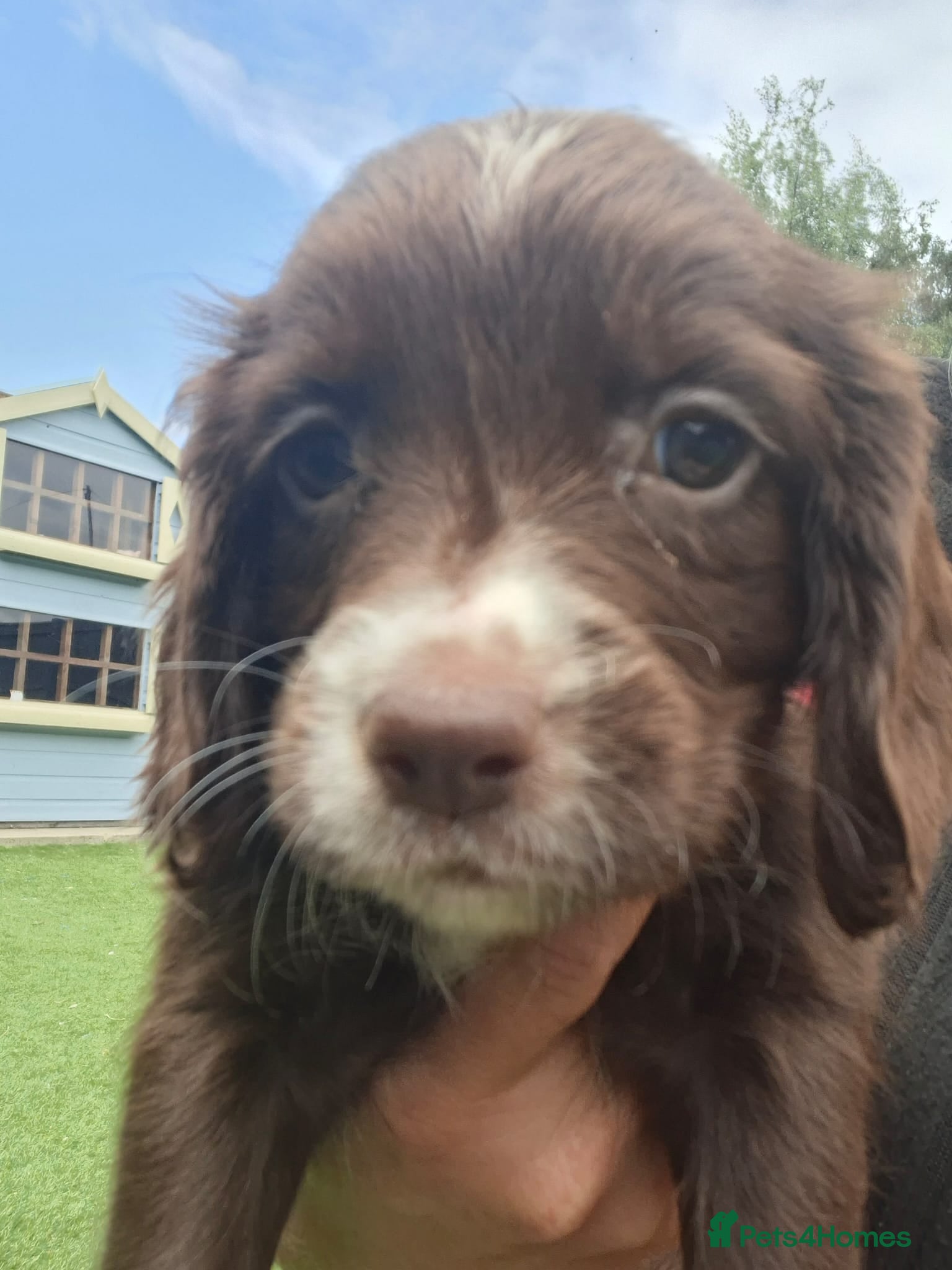 Sprocker dogs Sprocker pups - Advert 2