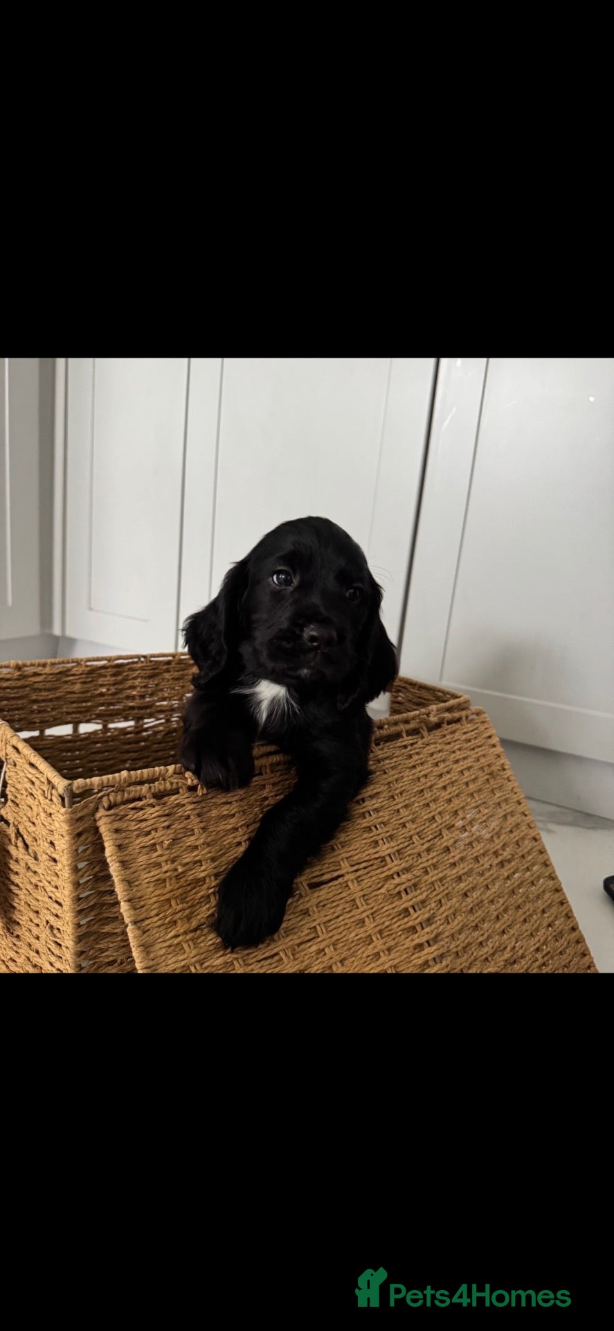 Sprocker dogs Health checked &Ready to leave , 1st vaccine   - Advert 12