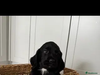 Sprocker dogs Health checked &Ready to leave , 1st vaccine - Advert 12