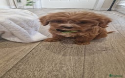 Cavapoo dogs for sale: Beautiful cavapoo fur babies  - Image 9