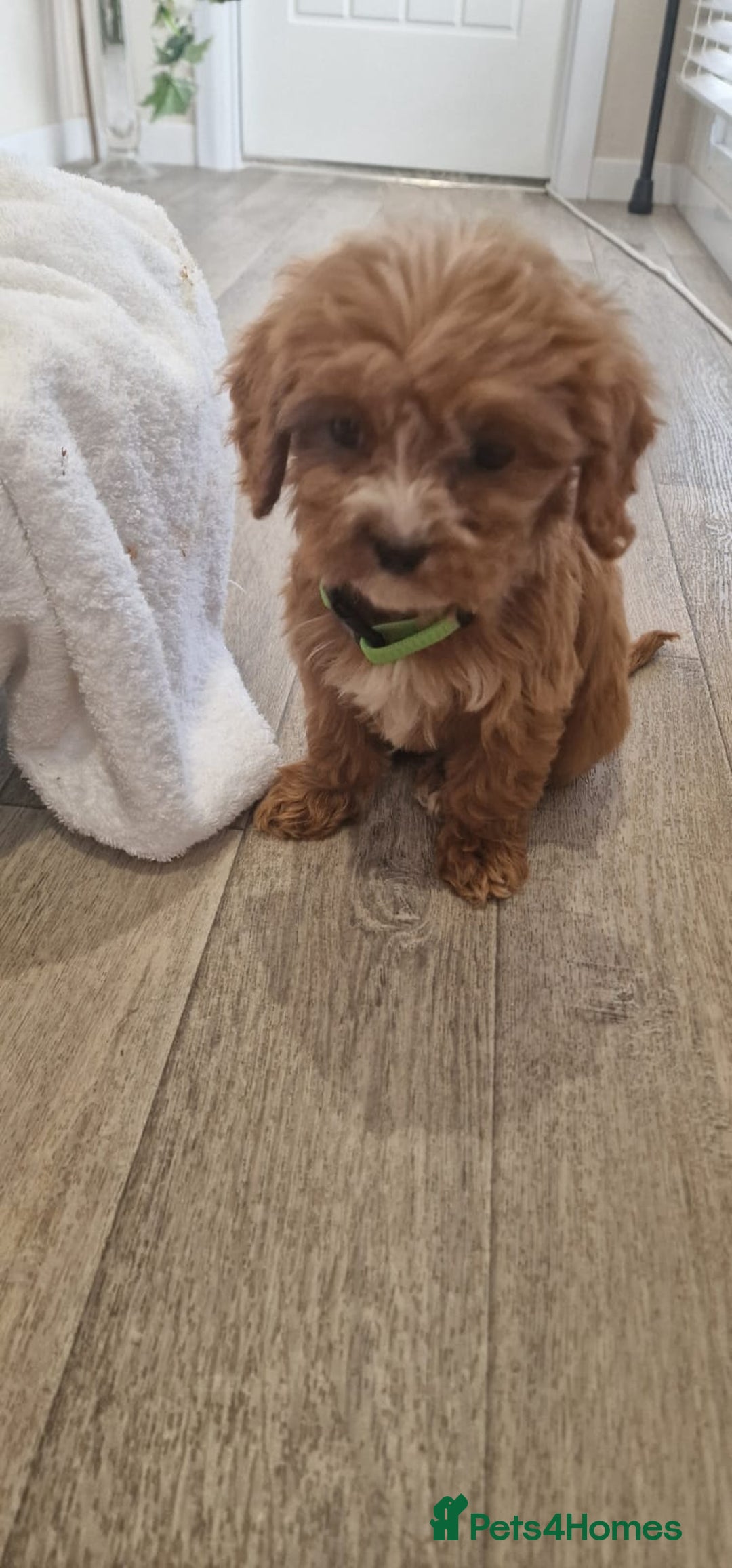 Cavapoo dogs for sale: Beautiful cavapoo fur babies  - Image 9