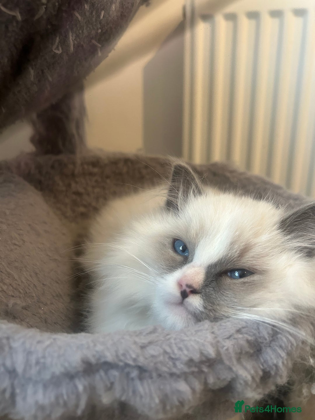 Ragdoll cats for sale: **Extra fluffy, TICA reg ragdoll baby** - Advert 2