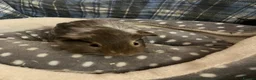 Guinea Pig rodents for sale: Lots of lovely baby guinea pigs for sale - Advert 10