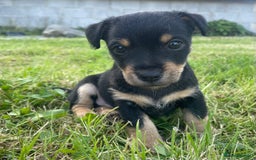 Jack Russell dogs for sale: Black & Tan Jack Russells (small strain) - Image 4