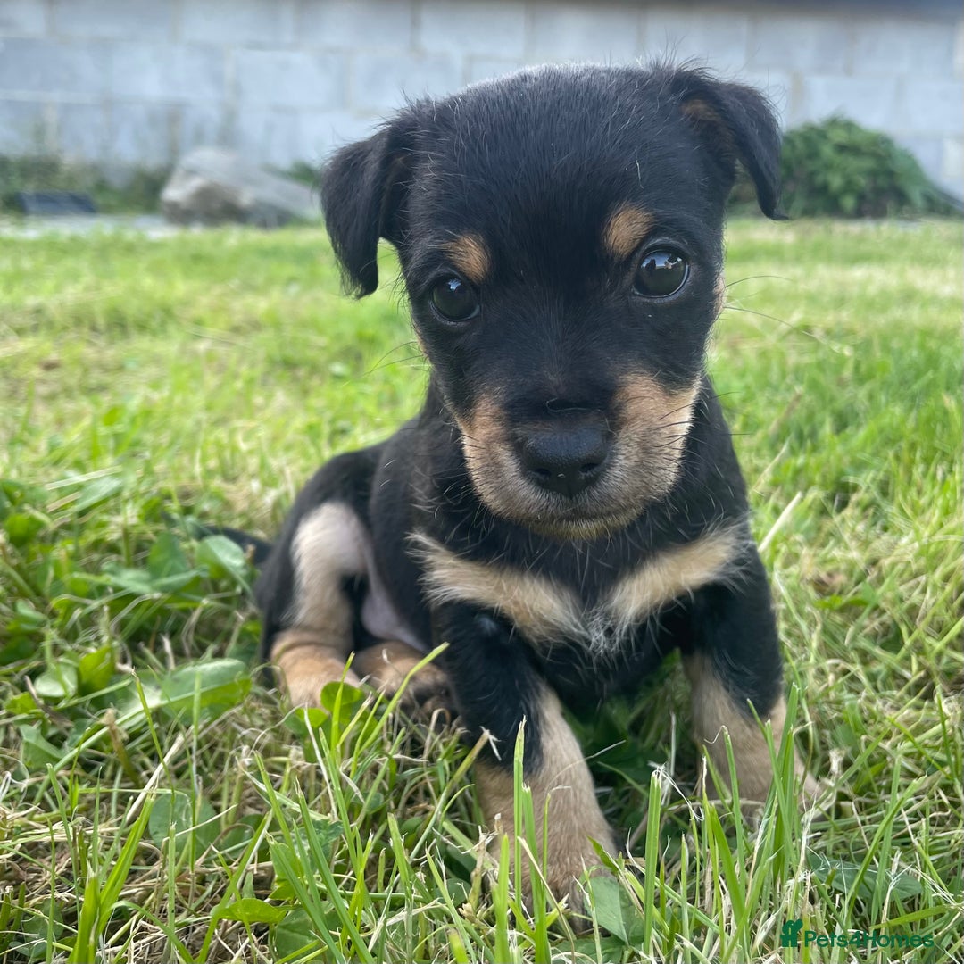 Jack Russell dogs for sale: Black & Tan Jack Russells (small strain) - Image 4