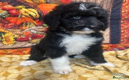 Bernedoodle dogs for sale: Bernedoodles  - Image 3