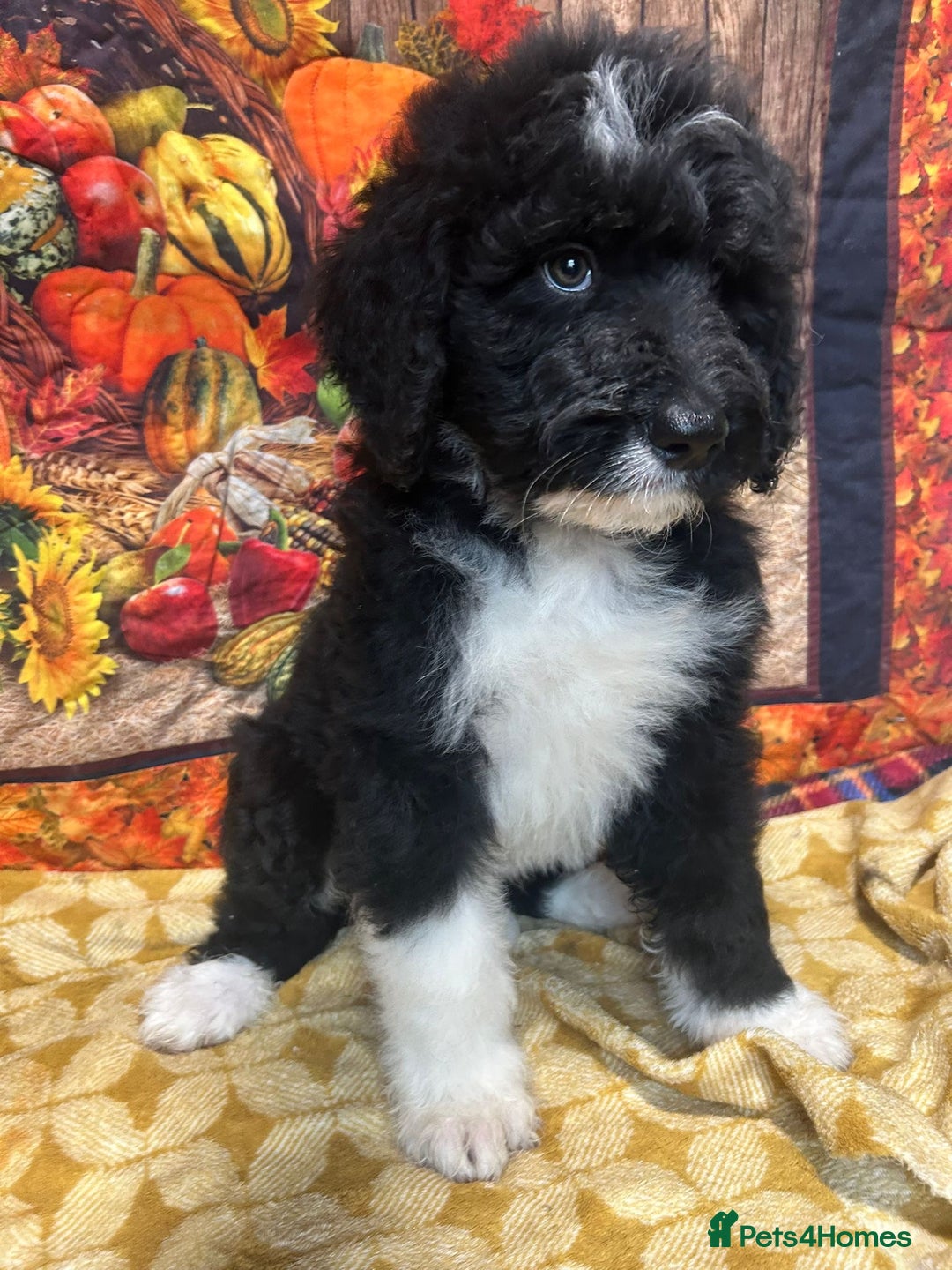 Bernedoodle dogs for sale: Bernedoodles  - Image 3