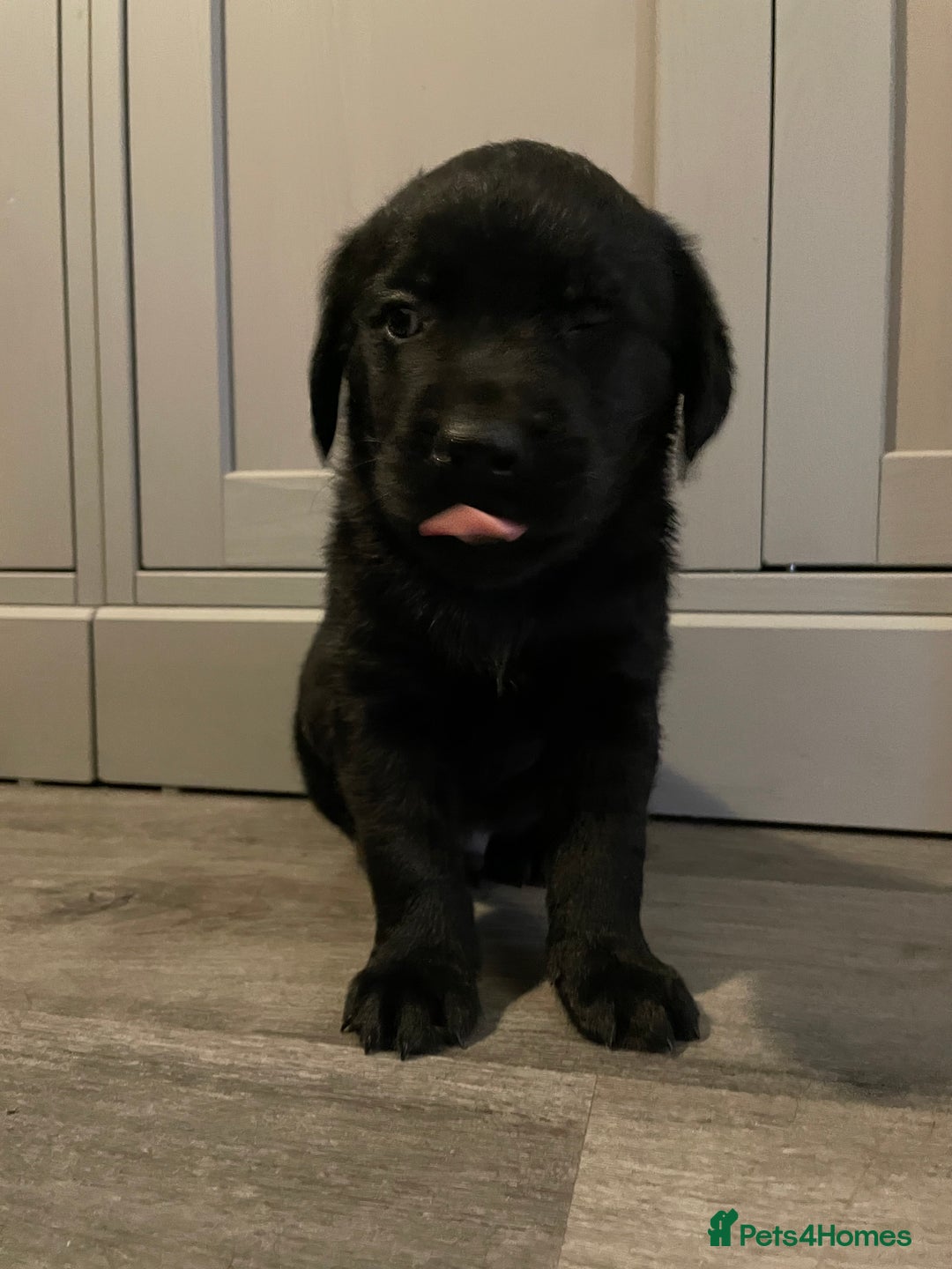 Goldador dogs for sale: Extensively health tested Goldador puppies - Advert 16