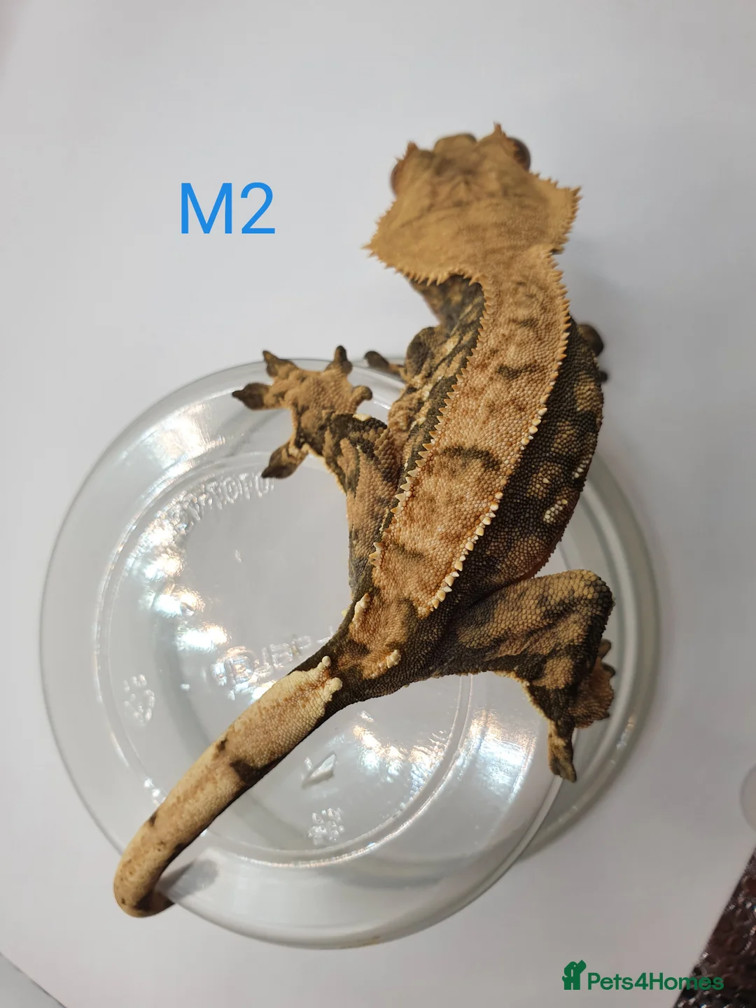 Gecko reptiles for sale: Sub adult crested geckos - Advert 9