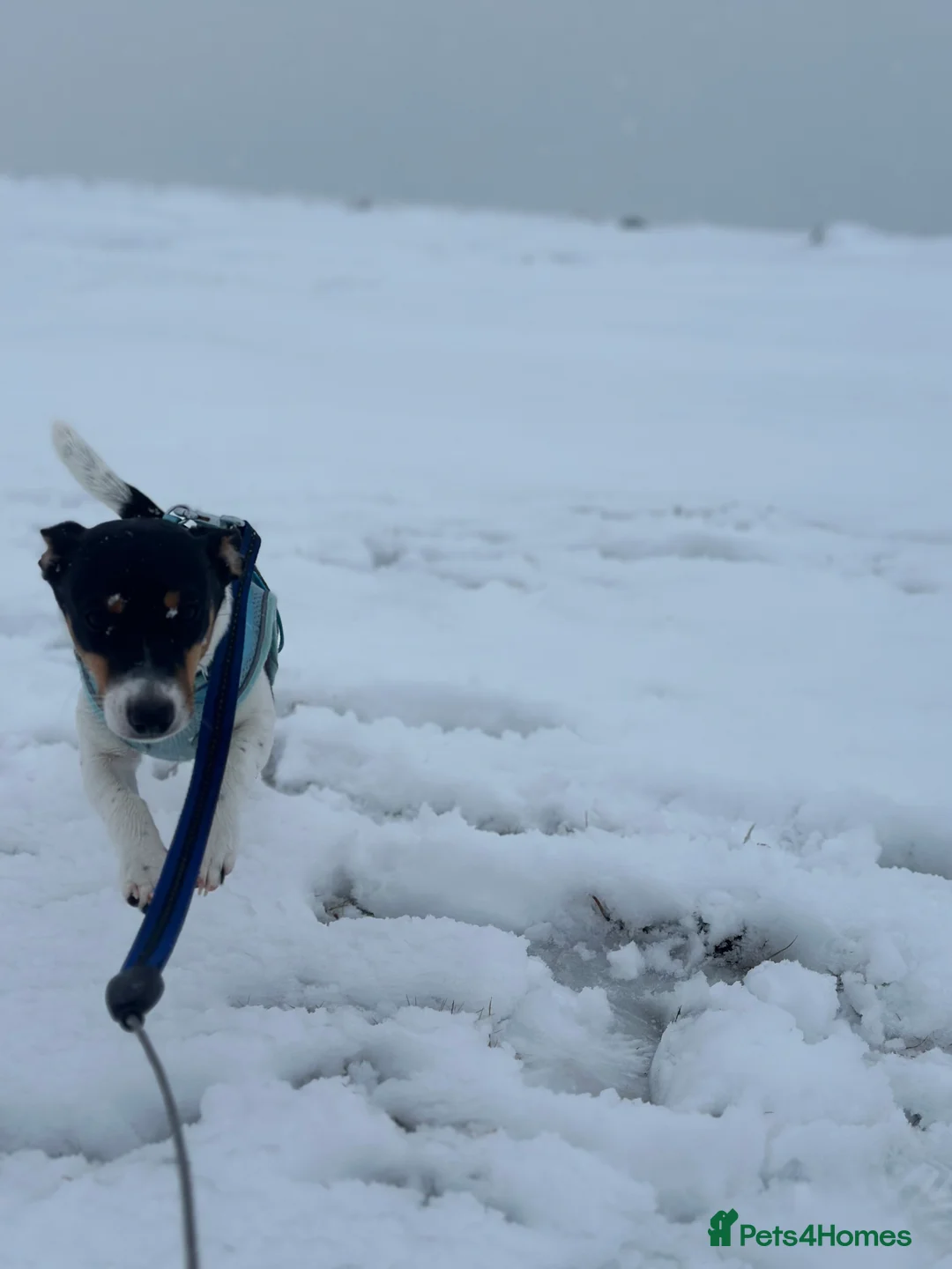 Jack Russell dogs for sale: Jack Russel called Roxy  - Advert 11