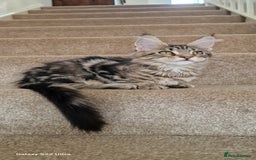 Maine Coon cats for sale: Pure Maine coon - Image 6