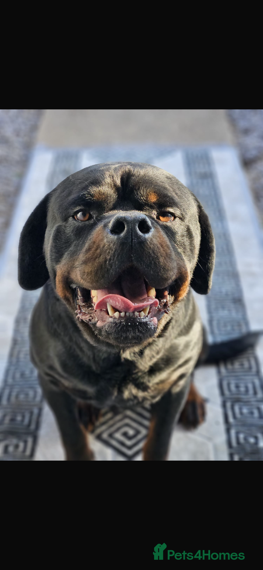Rottweiler dogs for stud: KC registered STUD ONLY - Advert 8