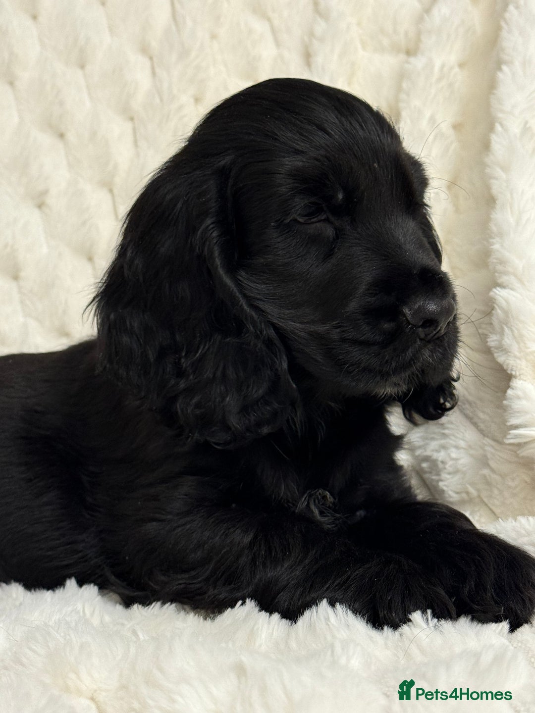 Cocker Spaniel dogs for sale: 🌟Show Cocker spaniel puppies🌟 - Advert 3